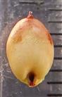  Caryopsis